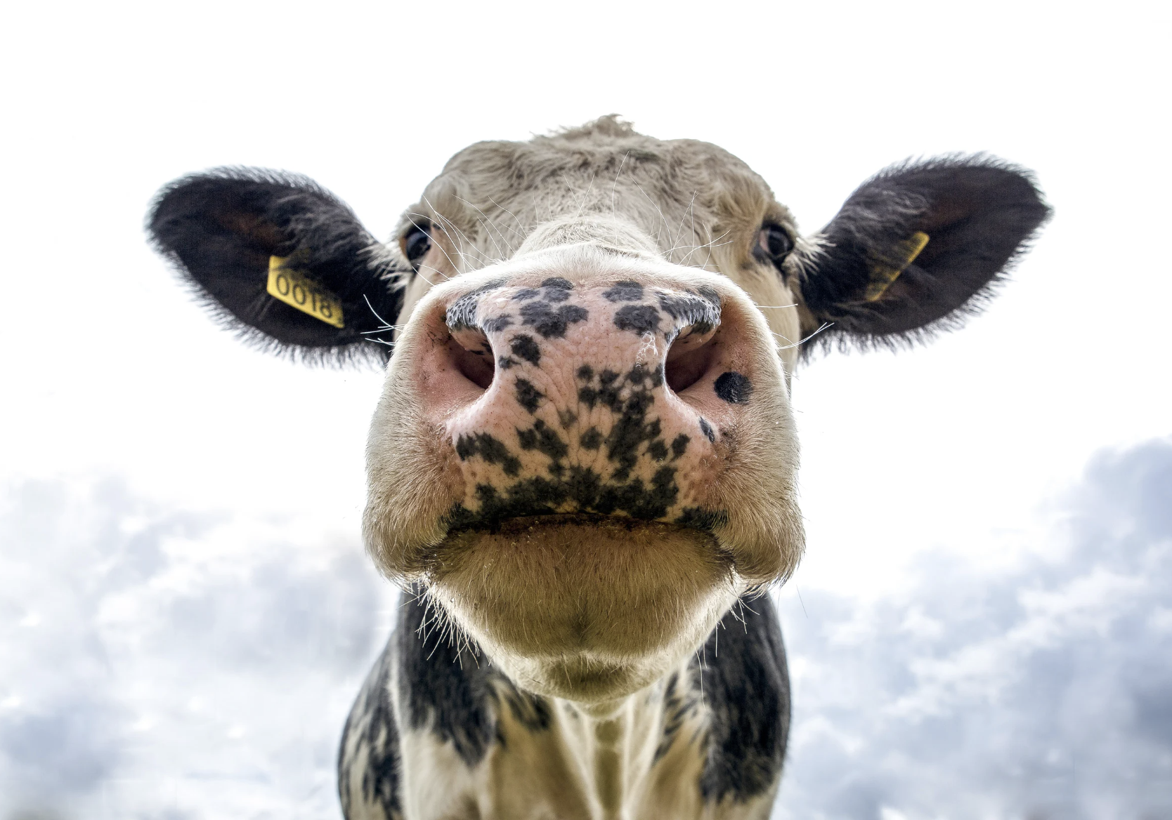 Cute dairy cattle looking at camera